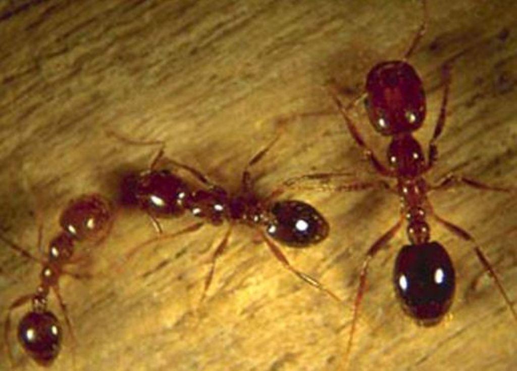 Ilustrasi semut. (AP)