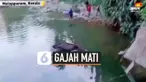 THUMBNAIL GAJAH