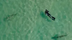 Hiu berenang di samping seorang perenang snorkling di Laut Mediterania dekat pembangkit listrik di lepas pantai Hadera, Israel, Rabu (23/2/2022). Air panas yang memancar dari pabrik industri di kota Hadera di utara Israel menarik hiu-hiu ini. (AP Photo/Ariel Schalit)