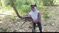 Iin Ayu, wanita berjulukan Ratu King Kobra Purwokerto menangkap sepasang king kobra raksasa di kebun warga. (Foto: Liputan6.com/Dok. Iin Ayu)