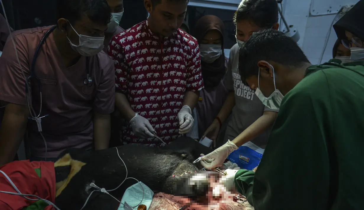 Dokter hewan dan mahasiswa saat melakukan operasi amputasi beruang madu di Banda Aceh (14/6/2019). Anak beruang madu yang diperkirakan berusia 2 tahun lebih tersebut harus diamputasi akibat terkena jerat babi. (AFP Photo/Chaideer Mahyuddin)