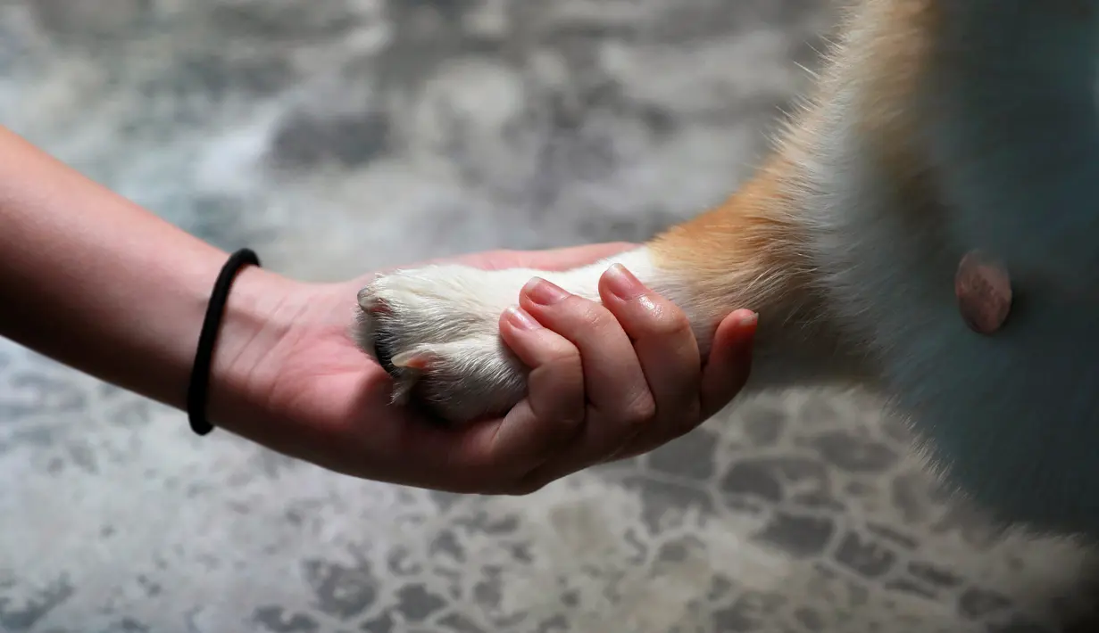 Seekor anjing jenis Corgis bermain dengan pelanggan di kafe anjing bernama Corgi In The Garden di Bangkok, Thailand. Selain indoor, kafe ini juga menyiapkan halaman outdoor yang dibuat khusus pengunjung bermain dengan anjing. (REUTERS/Soe Zeya Tun)