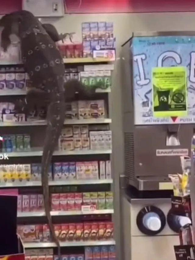 Viral Video Biawak Besar Berkeliaran di Minimarket, Bikin Panik Pelanggan