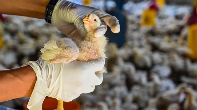 Pemeriksaan Kesehatan Unggas Antisipasi Flu Burung di Aceh Besar