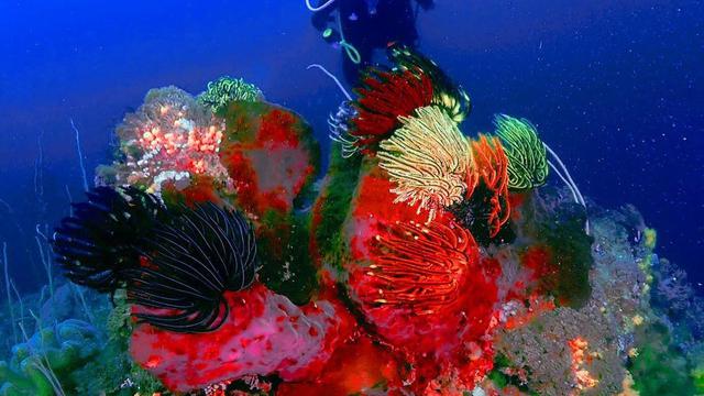 Turut Bersihkan Sampah, Ini 7 Potret Prilly Latuconsina Diving di Pulau Sangiang