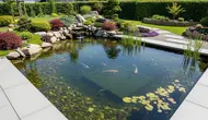 7 Cara Membuat Kolam Ikan Low Maintenance agar Tidak Cepat Keruh dan Bebas Lumut Berlebih