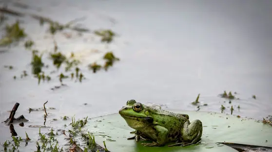 Spesies Katak Baru Ditemukan di Hutan Amazon