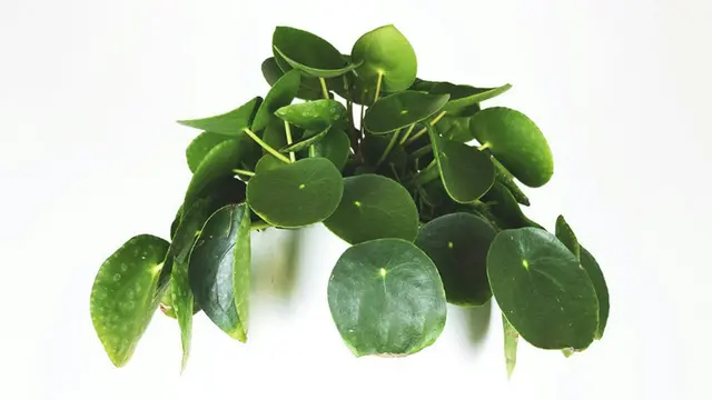 Ilustrasi tanaman Pilea, koin China