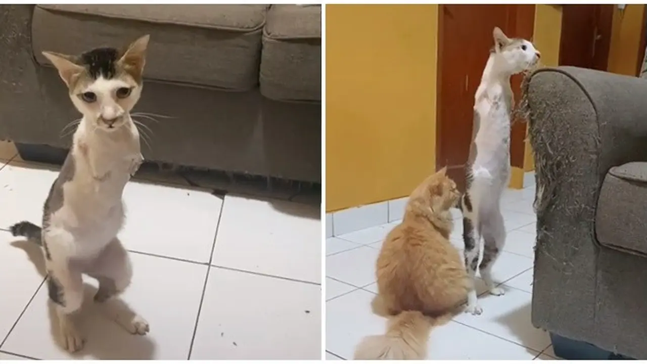 Hanya Punya Dua Kaki, Aksi Kucing Disabilitas saat Bermain Ini Bikin Pilu