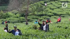 Pasangan muda mudi berfoto di kawasan wisata Kebun teh Puncak Kabupaten Bogor Jawa Barat, Sabtu (31/10/2020). Libur panjang peringatan Maulid Nabi Muhammad SAW dimanfaatkan warga untuk mengunjungi lokasi-lokasi wiisata. (Liputan6.com/Helmi Fithriansyah)