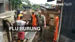 Sejumlah unggas jenis ayam milik warga di Kelurahan Rambutan, Ciracas, Jakarta Timur mati mendadak. 