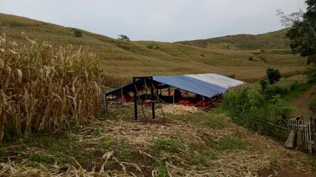 Dikenal sebagai lumbung jagung dalam lima tahun terakhir di Jawa Barat, Mungkinkan jagung menjadi pangan alternatif masyarakat Garut ? (Liputan6.com/Jayadi Supriadin)