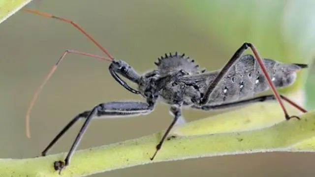 Assassin Bug (Kepinding Pembunuh)