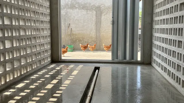 Model Kandang Ayam yang Paling Mudah Dibersihkan. AI