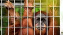 Orangutan bernama Elaine memandang dari dalam kandang saat akan dilepasliarkan di Cagar Alam Hutan Pinus Jantho, Aceh Besar, Selasa (18/6/2019). Dua orangutan yang dilepasliarkan oleh BKSDA Aceh berjenis kelamin betina. (CHAIDEER MAHYUDDIN/AFP)