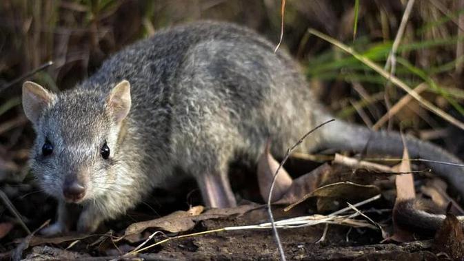 Rat Kangoroo. (AFP)