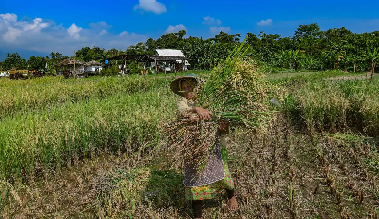Petani memanen padi jenis Inpari 32 di Kampung Tematik Mulyaharja, Bogor, Jawa Barat, Rabu (6/5/2026). Perum Bulog melaporkan realisasi penyerapan gabah dan beras nasional mencapai 1,7 juta ton pada periode Januari hingga 5 April 2026. (merdeka.com/Arie Basuki)