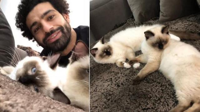 Potret Hangat 6 Pesepak Bola Bersama Kucing Kesayangan