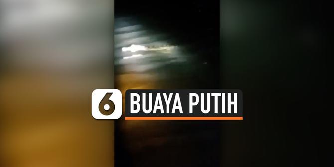 VIDEO: Viral Penampakan Buaya Putih di Kali Brantas Kediri