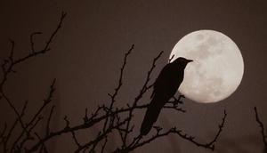 Ilustrasi bulan purnama. (Photo by Sierra NiCole Narvaeth on Unsplash)