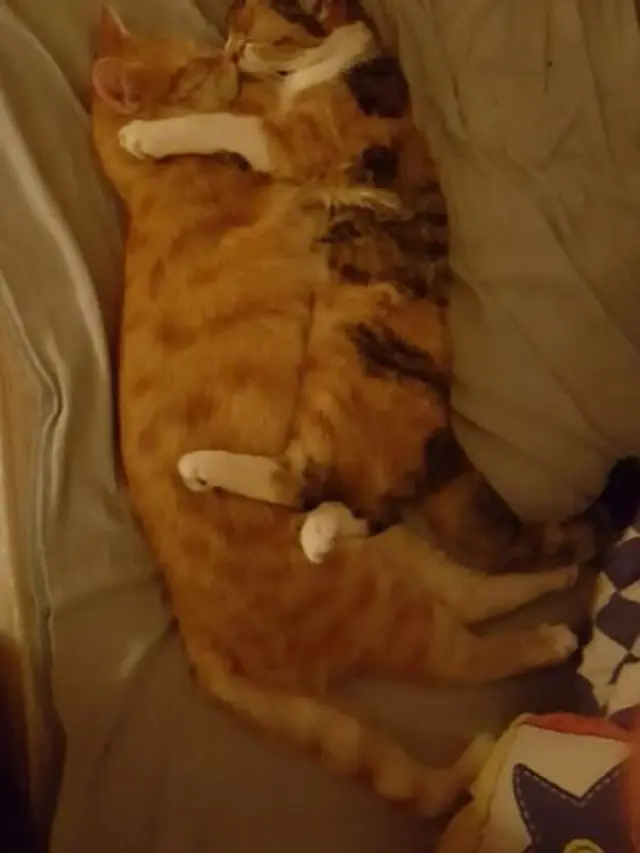 Hari Kucing Sedunia, Begini 6 Potret Kucing Saat Betingkah Konyol