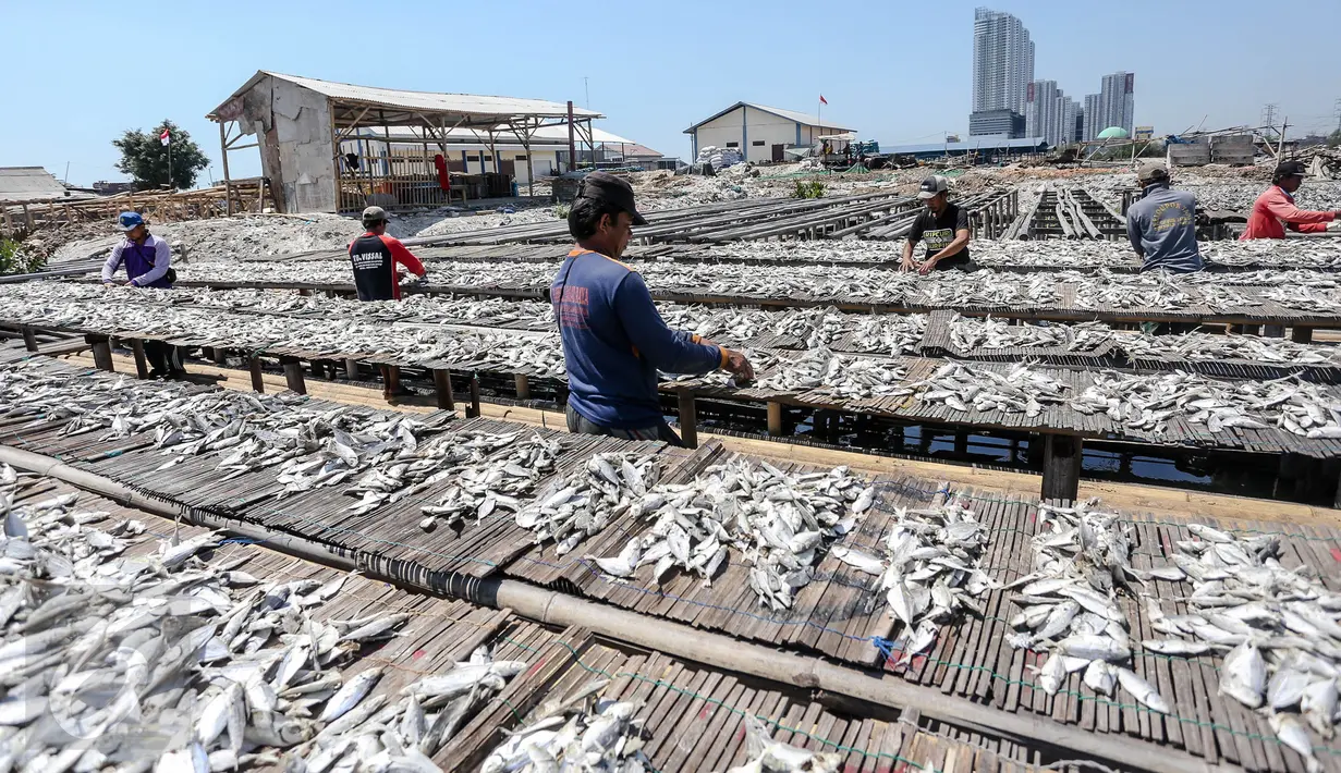 Sejumlah pekerja saat mengeringkan ikan asin di wilayah kampung nelayan Muara Angke, Jakarta, Senin (3/8/2015). Musim kemarau membuat produksi ikan asin di daerah tersebut meningkat 50 persen. (Liputan6.com/Faizal Fanani)