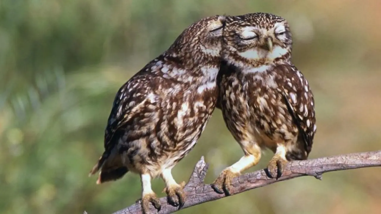 10 Foto Burung Hantu yang Bikin Kamu Ingin Pelihara Mereka