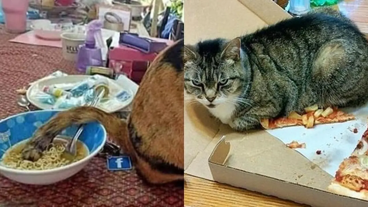 6 Momen Apes Gagal Makan Karena Tingkah Kucing Ini Bikin Geregetan