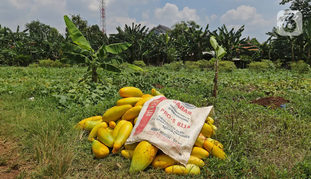 Timun suri hasil panen dikumpulkan di kawasan Rangkapan Jaya Baru, Pancoran Mas, Depok, Jawa Barat, Selasa (13/4/2021). Timun suri dicari pembeli sebagai salah satu bahan menu minuman untuk berbuka puasa. (Liputan6.com/Herman Zakharia)
