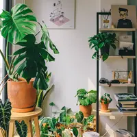 Tanaman hias (Photo by Huy Phan on Unsplash)