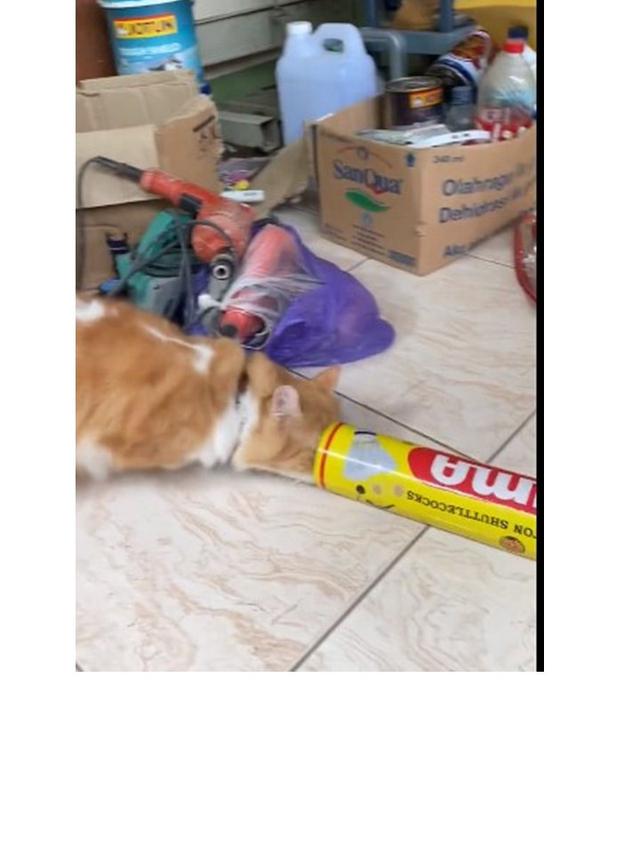 10 Potret Kucing Memaksa Masuk Kardus Ini Bikin Gemas, Enggak Sadar Ukuran