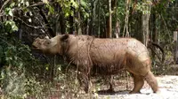 Siapa sangka, Badak Sumatera menjadi hewan paling seksi di seluruh dunia? Bahkan negara lain sampai melirik Indonesia karena badak. (Liputan6.com/Fery Pradolo)