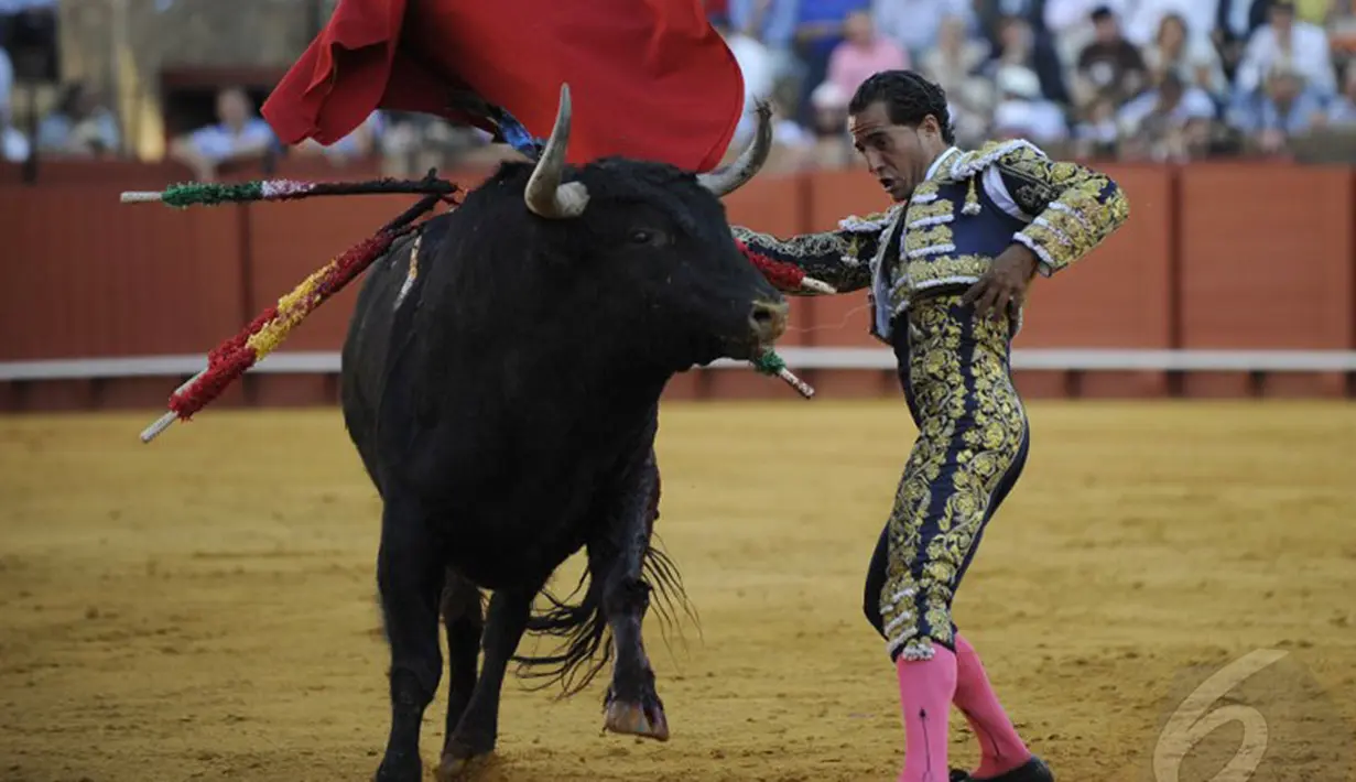 Matador Spanyol Ivan Fandino beraksi di arena adu banteng, Maestranza, Sevilla, Senin (5/5/2014) (AFP Photo/Gogo Lobato).