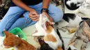 Penjaga kandang merawat kucing lokal terlantar di rumah penampungan kucing dan anjing terlantar Clow di kawasan Parung, Bogor, Jawa Barat, Kamis (22/9/2022). Sumber dana rumah penampungan ini berasal dari kocek pribadi, donasi, dan para anggota pecinta kucing. (merdeka.com/Arie Basuki)