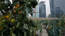 Penampakan tanaman tomat yang ditanam di sebuah kebun yang berada di atap gedung industri di Hong Kong, Minggu (18/3). Tanaman hidroponik tersebut ditanam di bekas area helipad sebuah gedung pencakar langit. (AP Photo/Kin Cheung)