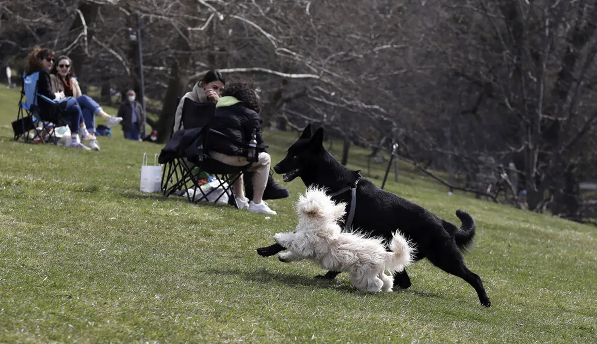 Lena, anjing gembala Jerman berusia 14 bulan, bermain dengan anak anjing saat orang-orang duduk di Taman Seymenler, Ankara, Turki, Selasa (30/3/2021). Turki kembali memberlakukan lockdown akhir pekan dan pembatasan selama Ramadan menyusul peningkatan tajam kasus COVID-19. (AP Photo/Burhan Ozbilici)