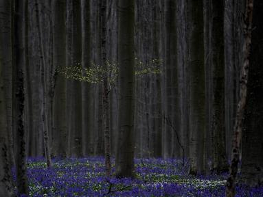 Tumbuhan baru di pohon dikelilingi bunga Bluebell, juga dikenal sebagai eceng gondok liar, saat mekar di hutan Hallerbos di Halle, Belgia, pada Senin (17/4/2023). (AP Photo/Virginia Mayo)
