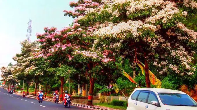 Heboh, Pohon Berbunga di Magelang Mirip Musim Semi di Jepang! 