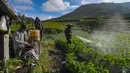 Petani melakukan penyemprotan pupuk pada tanaman kentang di kawasan dataran tinggi Dieng, Batur, Banjarnegara, Jawa Tengah, Minggu (2/11/2025). Mereka berharap pemerintah meninjau ulang kebijakan pupuk bersubsidi agar lebih inklusif. (merdeka.com/Arie Basuki)