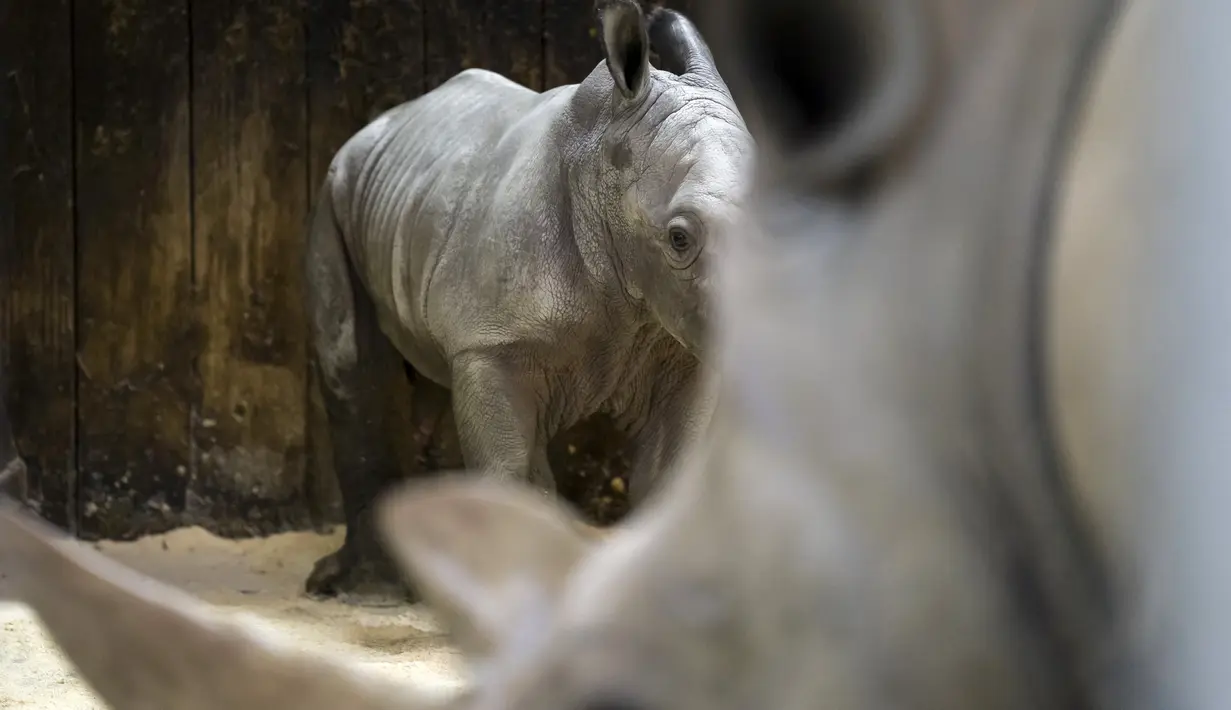 Bayi badak jantan yang lahir pada 18 Februari terlihat di samping induknya Hekaw di kandang mereka di taman zoologi Amneville, di Amneville, Prancis timur. Ini adalah badak putih kelahiran ketiga yang lahir dalam empat bulan terakhir di kebun binatang tersebut. (AFP/Jean-Christophe)