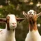 Kambing Bernama Goldie Curi Perhatian di Tengah Kebakaran Colorado