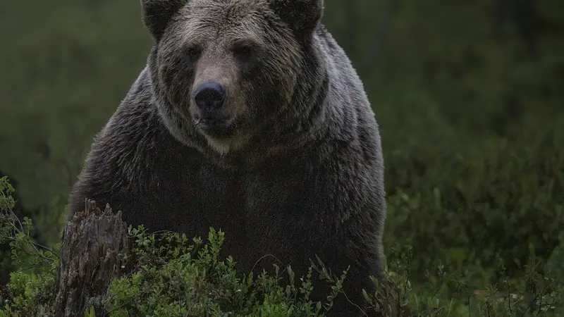 Ilustrasi Beruang