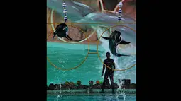 Sebelum melakukan ramalan, lumba-lumba yang diberi nama Kunto ini tampak melakukan atraksi gelang-gelang, Selasa (17/06/14) (Liputan6.com/Andrian M Tunay)