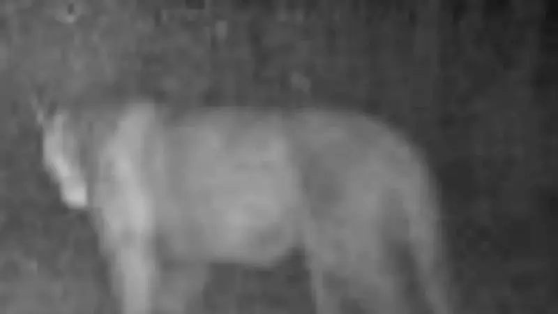 Penampakan singa gunung di Iowa yang tertangkap kamera trap. (Madison County Sheriff's Office/Facebook)