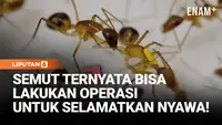 Semut Bisa Lakukan Operasi Penyelamatan Nyawa, Seperti Apa?