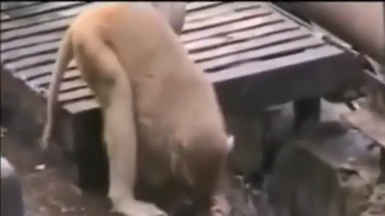 Video aksi heroik monyet. (Youtube)