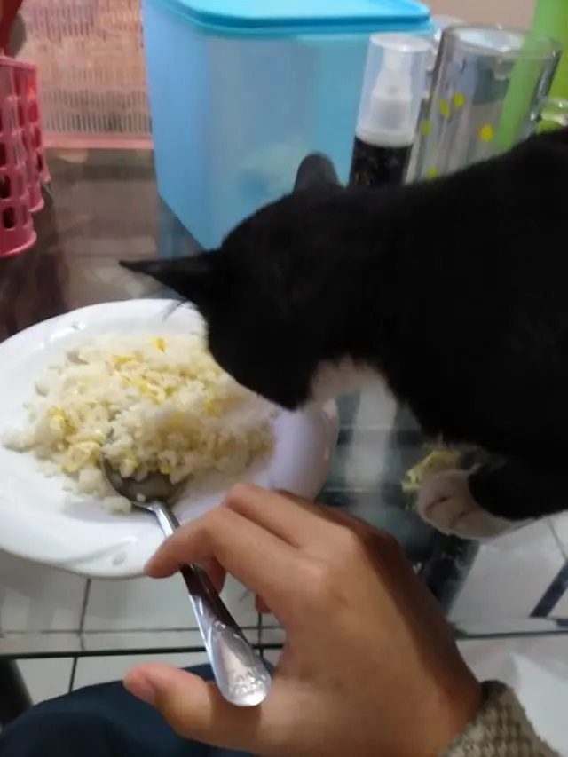 8 Potret Kucing saat Ketahuan Mencuri Makanan Ini Bikin Kesal Sekaligus Gemas