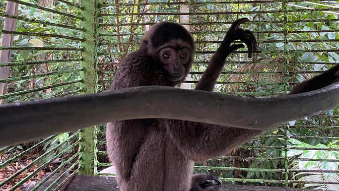 Cerita Gollum, Owa Kurus Tak Bersuara yang Diselamatkan dari Kandang Ayam di Kaltim