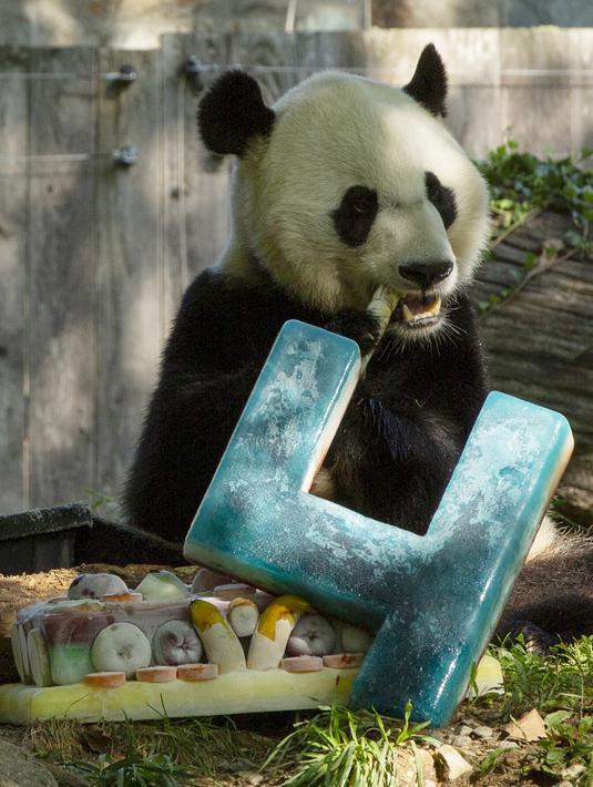 Panda Bei Bei memakan kue ulang tahunnya yang ke-4 di Kebun Binatang Nasional Smithsonian di Washington, DC (22/8/2019). Bei Bei akan pindah ke China setelah berusia empat tahun, menurut perjanjian Kebun Binatang Nasional Smithsonian dan Asosiasi Konservasi Margasatwa China.(AFP Photo/Alastair Pike)