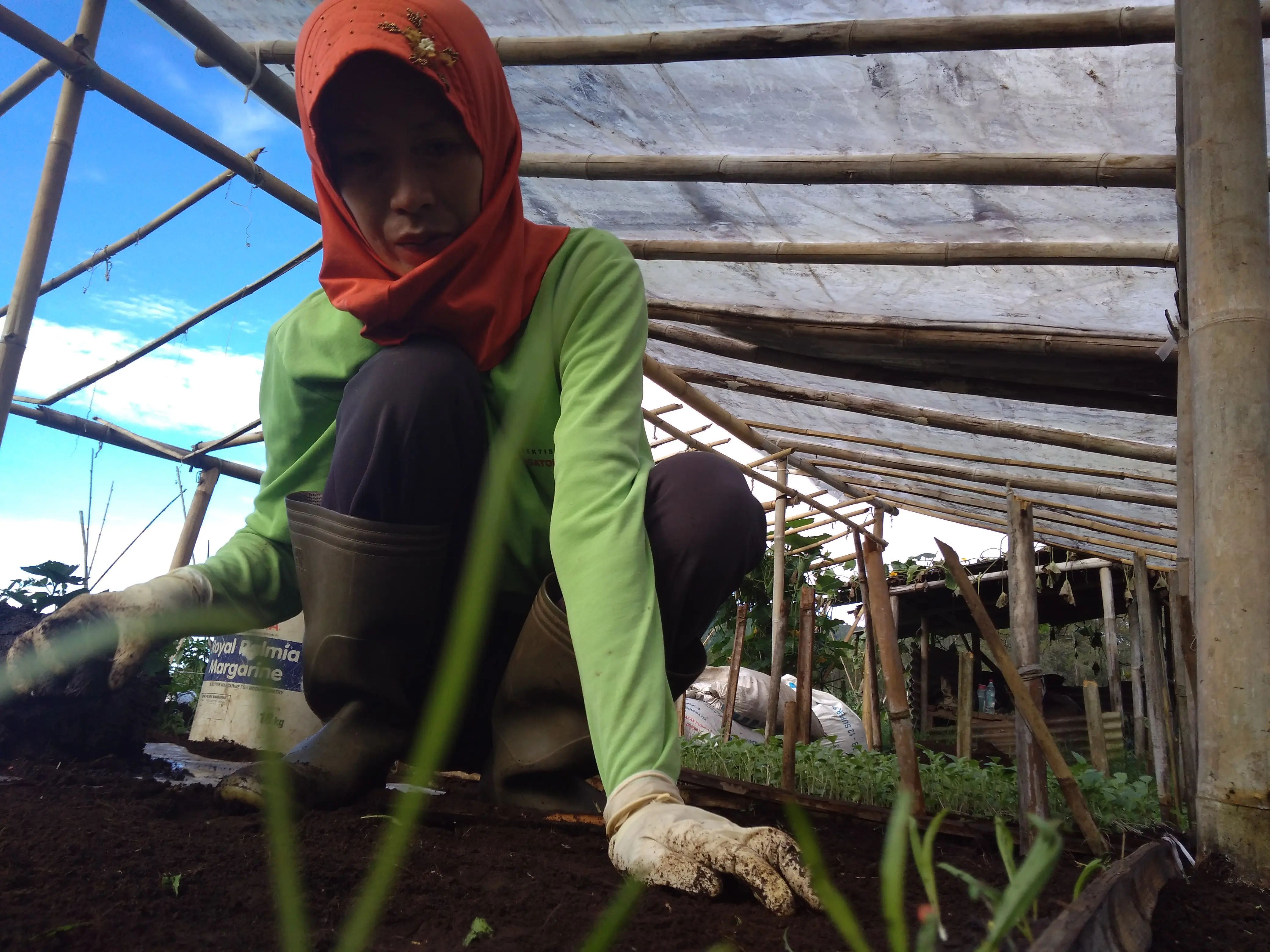Aina, memindahkan bibit sayuran Horenzo dari tempat semaian. (Foto : /edhie prayitno ige)